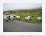 1120-Dartmoor sheep * 800 x 600 * (60KB)